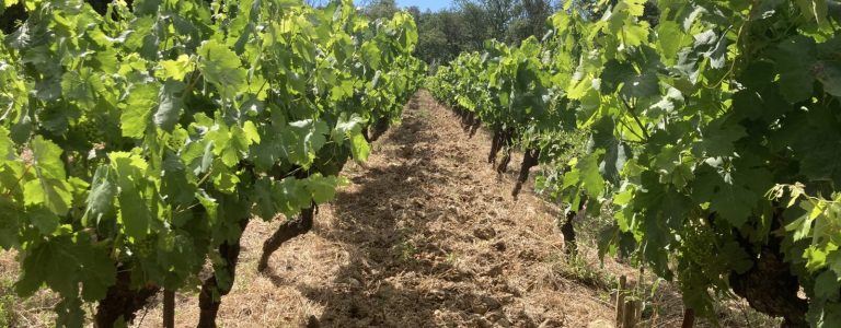Domaine Flo BUSCH